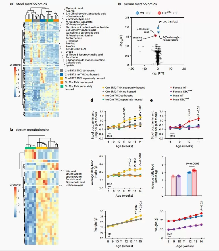 Metabolomic analyses supproted EEC loss is associated with a rise in faecal glutamate and is associated with hyperphagia.